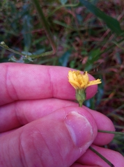 Hieracium laevigatum