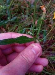Hieracium laevigatum