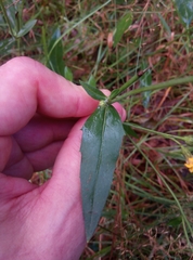 Hieracium laevigatum