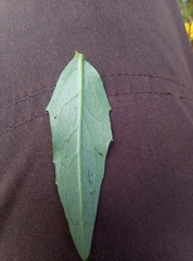 Hieracium laevigatum