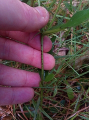 Hieracium laevigatum