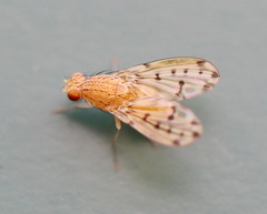 Eusapromyza