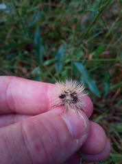 Hieracium laevigatum