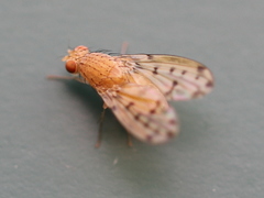 Eusapromyza