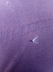 Hieracium laevigatum