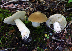 Boletus nobilis