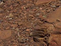 Ctenophorus caudicinctus