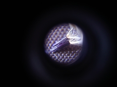 Hieracium laevigatum