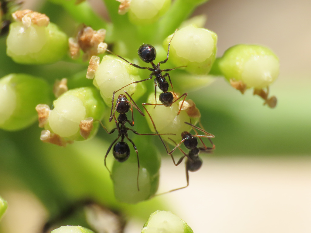 Lepisiota nigra