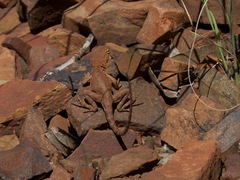 Ctenophorus caudicinctus