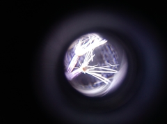 Hieracium laevigatum