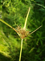 Cyperus engelmannii