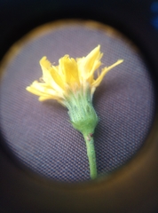 Hieracium laevigatum