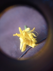 Hieracium laevigatum
