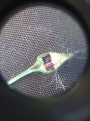 Hieracium laevigatum