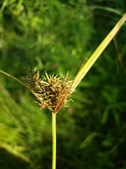 Cyperus engelmannii