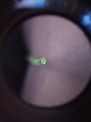 Hieracium laevigatum