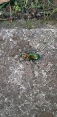 Carabus lineatus
