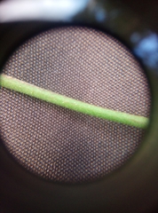 Hieracium laevigatum