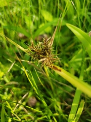 Cyperus engelmannii