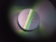 Hieracium laevigatum