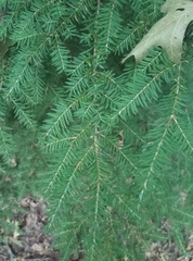 Tsuga heterophylla