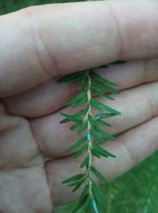 Tsuga heterophylla