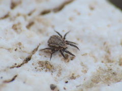 Caeculidae