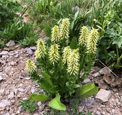 Veronica ritteriana