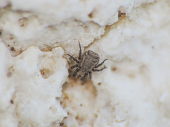 Caeculidae