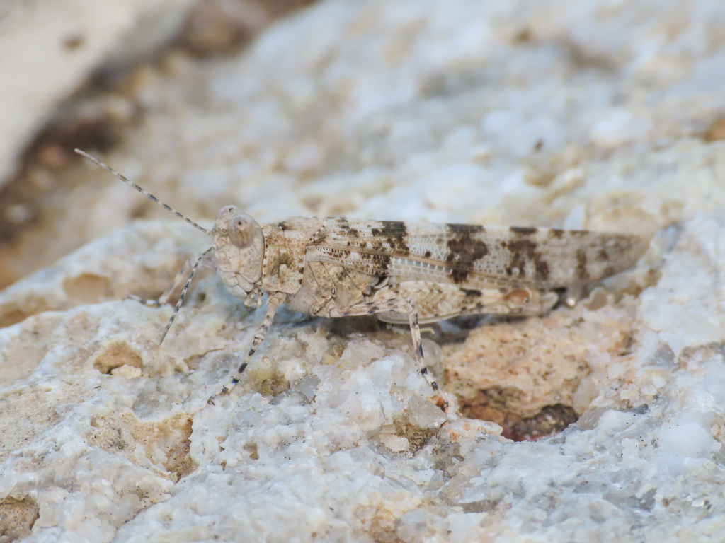Italian Sand Grasshopper