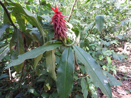 Image of Costus comosus by (c) Alexis López Hernández, some rights reserved (CC BY)