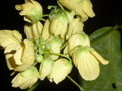 Senna caudata
