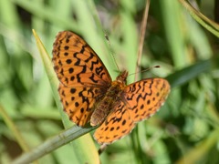Boloria epithore