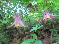 Aquilegia buergeriana