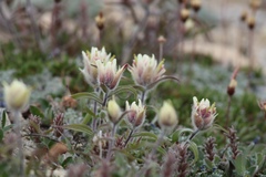 Castilleja elegans