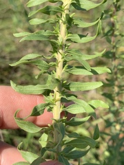 Solidago tortifolia