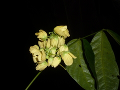 Senna caudata