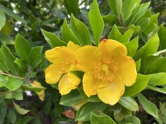 Hypericum patulum