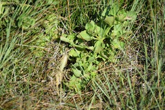 Chenopodium macrospermum