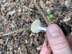 Russula silvicola