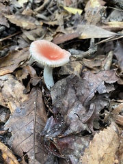 Russula silvicola