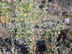 Atriplex rosea