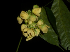 Senna caudata