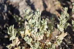 Atriplex truncata