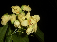 Senna caudata