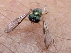 Merosargus caeruleifrons
