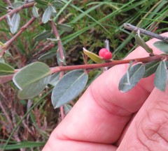 Euura collactanea