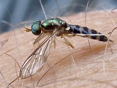 Merosargus caeruleifrons