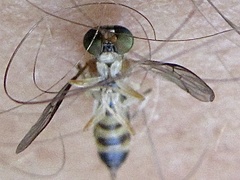 Merosargus caeruleifrons